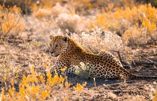 Leopard Tracking