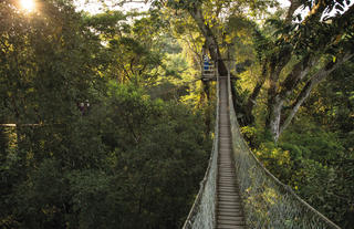 Canopy Walk