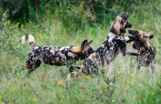 Wild dogs