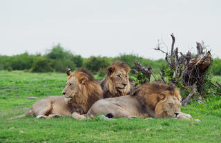 Wildlife 1