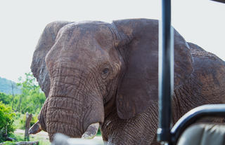 Wildlife 2