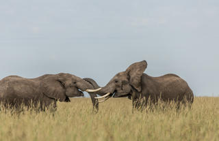 Fun times in the Mara