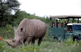 Waterberg Wilderness (private nature reserve) - Rhino Drive
