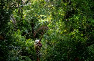 Raphia forest walks