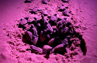 Turtle tour