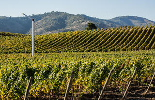 Organic & biodynamic vineyards