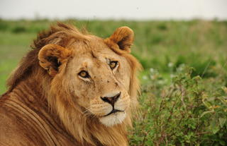 Wildlife - lion
