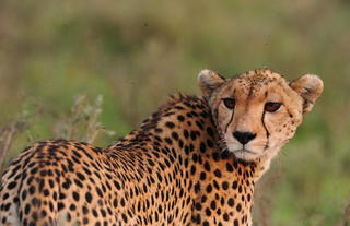 Wildlife - cheetah
