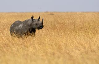 Wildlife - black rhinoceros