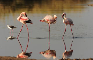 Wildlife - flamingos