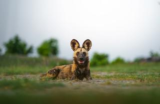 Wild Dog