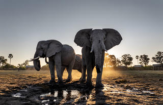 Elephant