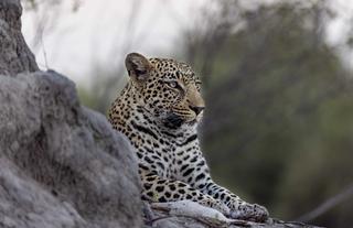 Leopard