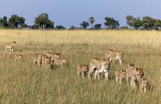 Lions