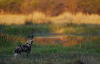 Wild dog