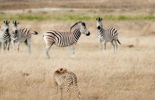 Zebras and Cheetah