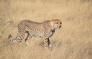 Parc National de Nxai Pan