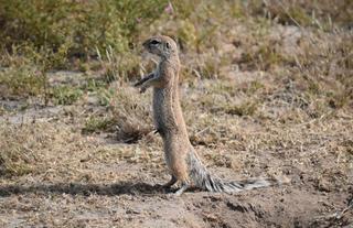 Parc National de Nxai Pan