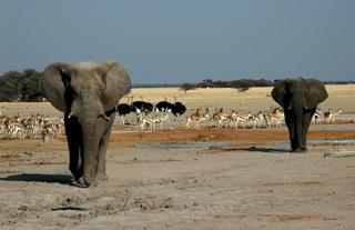 Parc National de Nxai Pan