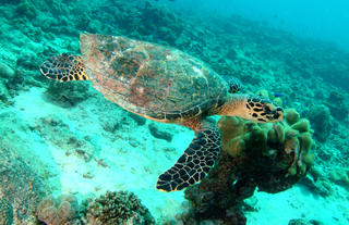 Savoy Seychelles Resort & Spa - Nearby Attractions