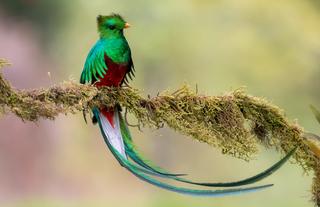 Quetzal