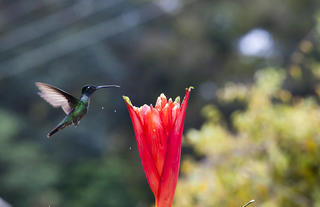 Hummingbirds