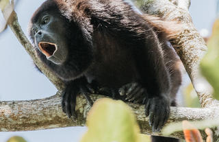 Howller Monkey