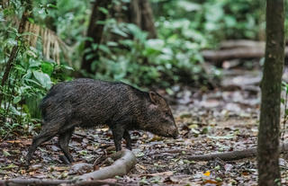 white collared peccary