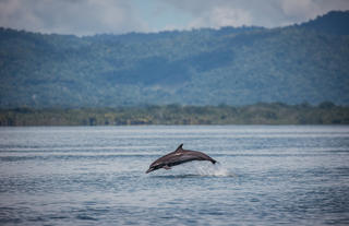 Golfo Dulce Fullday Experience El Remanso Dolphine Watching