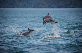 Golfo Dulce Fullday Experience El Remanso Dolphine Watching