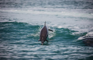 Golfo Dulce Fullday Experience El Remanso Dolphine Watching