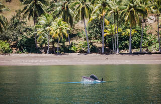 Golfo Dulce Fullday Experience El Remanso Dolphine Watching