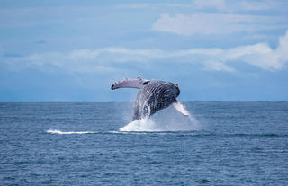 Golfo Dulce Fullday Experience El Remanso whale Watching