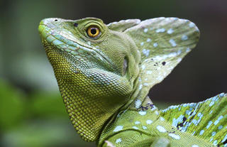 Basilisk Lizard