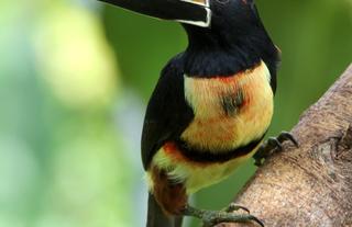 Collard Aracari