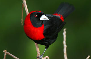 Crimson Collard Tanager