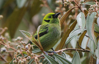 Emerald Tanager