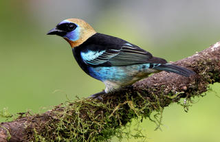 Golden-hooded Tanager