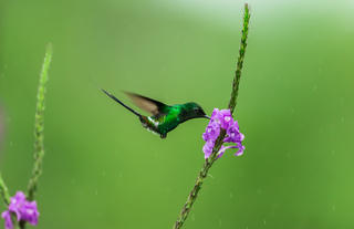 Green Thorntail