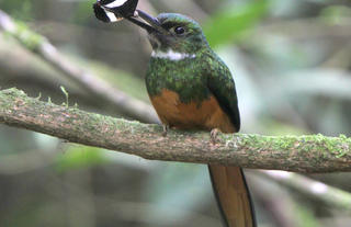 Rufous-tailed Jacamar 