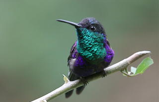 Violet Crowned Woodnymph