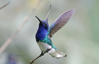 White-necked Jacobin