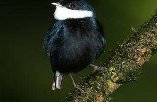 White-ruffed Manakin