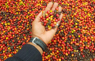 Harvested Coffee