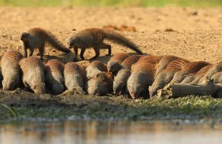 A Mob of Meerkats