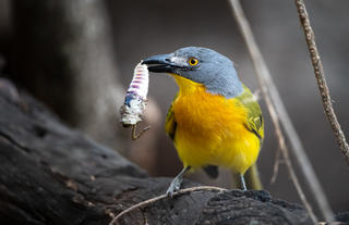 Grey-headed bushshrike