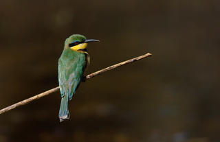 Bee-eater