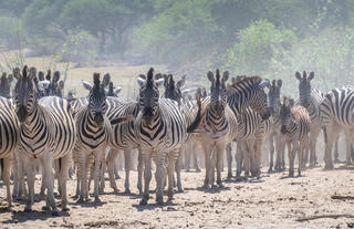 Zebra Migration