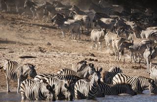 Zebra Migration