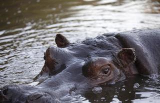 Hippo